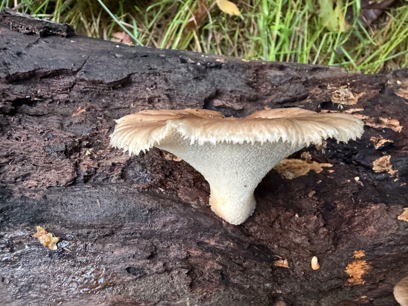 Photo © Sarah Ebdon Polyporus tuberaster by Sarah Ebdon